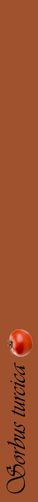 Étiquette de : Sorbus turcica - format a - style noire32viv avec comestibilité simplifiée