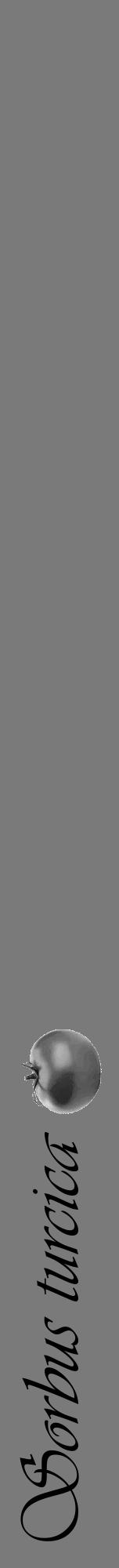 Étiquette de : Sorbus turcica - format a - style noire3viv avec comestibilité simplifiée - position verticale