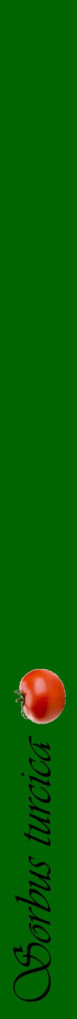 Étiquette de : Sorbus turcica - format a - style noire8viv avec comestibilité simplifiée