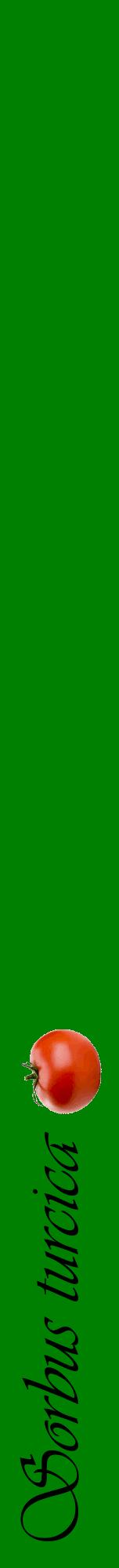 Étiquette de : Sorbus turcica - format a - style noire9viv avec comestibilité simplifiée