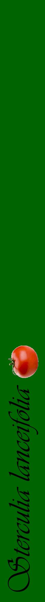 Étiquette de : Sterculia lanceifolia - format a - style noire8viv avec comestibilité simplifiée