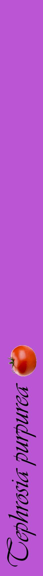 Étiquette de : Tephrosia purpurea - format a - style noire50viv avec comestibilité simplifiée
