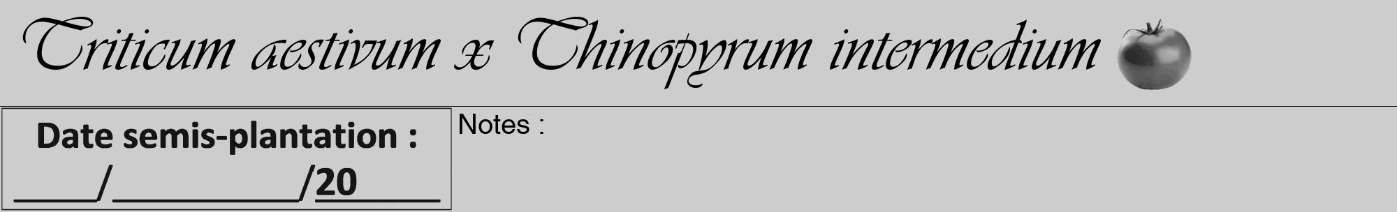 Étiquette de : Triticum aestivum x Thinopyrum intermedium - format a - style noire41viv avec comestibilité simplifiée
