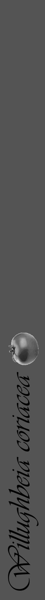 Étiquette de : Willughbeia coriacea - format a - style noire30viv avec comestibilité simplifiée - position verticale