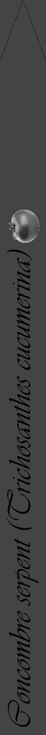 Étiquette de : Trichosanthes cucumerina - format b - style noire48viv avec comestibilité simplifiée - position verticale