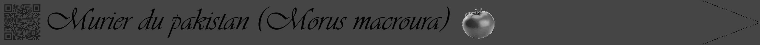 Étiquette de : Morus macroura - format b - style noire58viv avec qrcode et comestibilité simplifiée