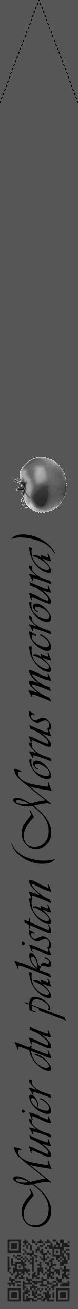 Étiquette de : Morus macroura - format b - style noire45viv avec qrcode et comestibilité simplifiée - position verticale