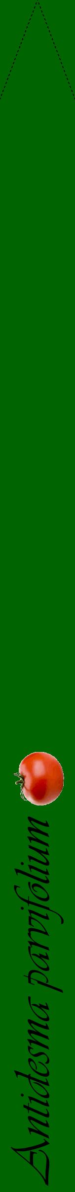 Étiquette de : Antidesma parvifolium - format b - style noire8viv avec comestibilité simplifiée