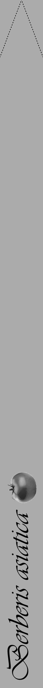 Étiquette de : Berberis asiatica - format b - style noire37viv avec comestibilité simplifiée - position verticale