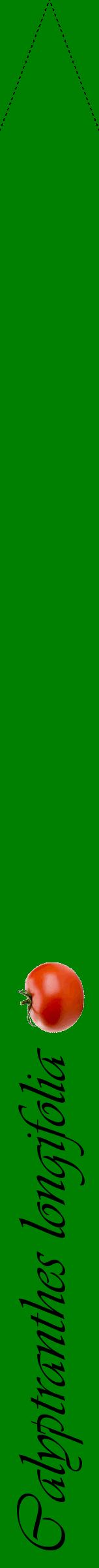 Étiquette de : Calyptranthes longifolia - format b - style noire9viv avec comestibilité simplifiée
