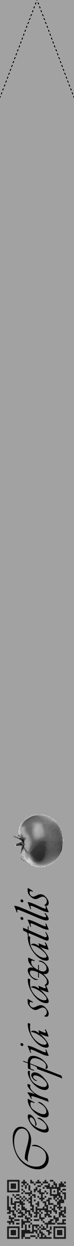Étiquette de : Cecropia saxatilis - format b - style noire38viv avec qrcode et comestibilité simplifiée - position verticale