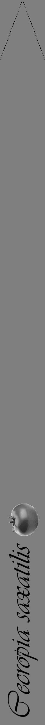 Étiquette de : Cecropia saxatilis - format b - style noire31viv avec comestibilité simplifiée - position verticale
