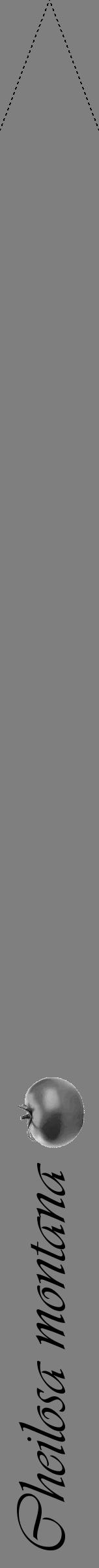 Étiquette de : Cheilosa montana - format b - style noire31viv avec comestibilité simplifiée - position verticale