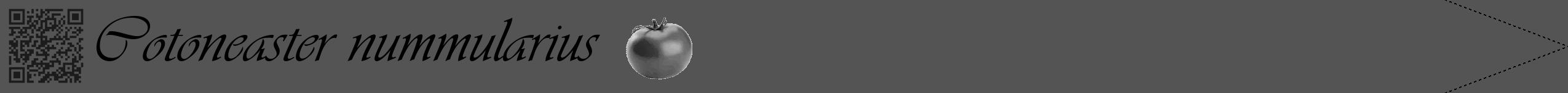 Étiquette de : Cotoneaster nummularius - format b - style noire36viv avec qrcode et comestibilité simplifiée