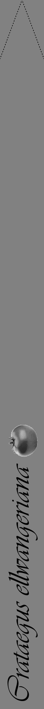 Étiquette de : Crataegus ellwangeriana - format b - style noire50viv avec comestibilité simplifiée - position verticale