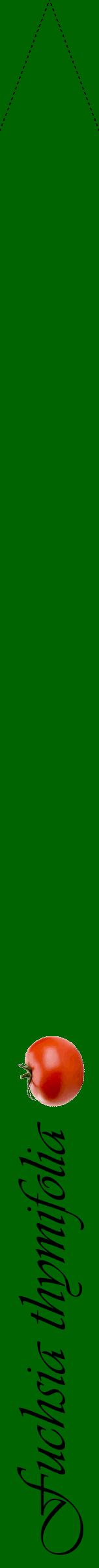 Étiquette de : Fuchsia thymifolia - format b - style noire8viv avec comestibilité simplifiée