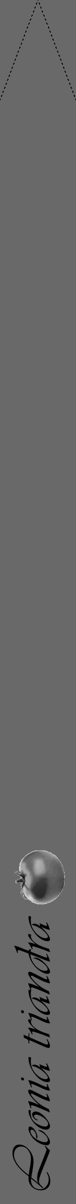 Étiquette de : Leonia triandra - format b - style noire11viv avec comestibilité simplifiée - position verticale