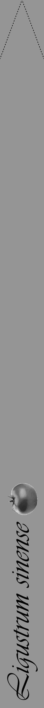 Étiquette de : Ligustrum sinense - format b - style noire16viv avec comestibilité simplifiée - position verticale