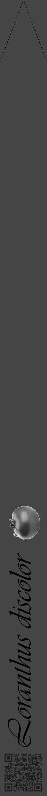 Étiquette de : Loranthus discolor - format b - style noire58viv avec qrcode et comestibilité simplifiée - position verticale