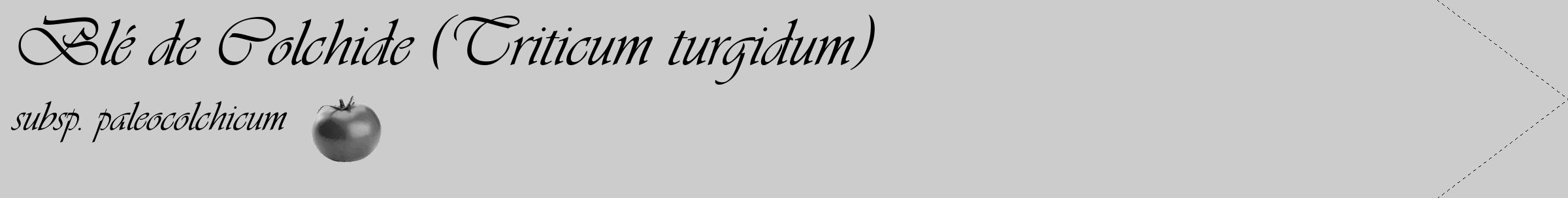 Étiquette de : Triticum turgidum subsp. paleocolchicum - format c - style noire0simple_basique_basiqueviv avec comestibilité simplifiée