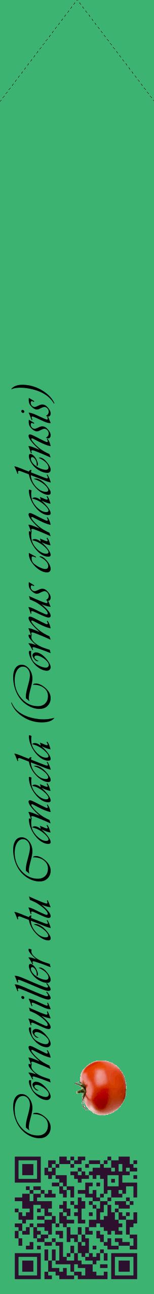 Étiquette de : Cornus canadensis - format c - style noire12_simpleviv avec qrcode et comestibilité simplifiée