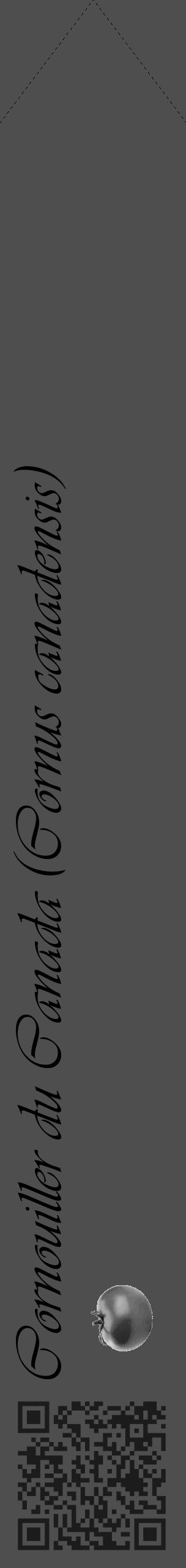 Étiquette de : Cornus canadensis - format c - style noire33_simple_simpleviv avec qrcode et comestibilité simplifiée - position verticale