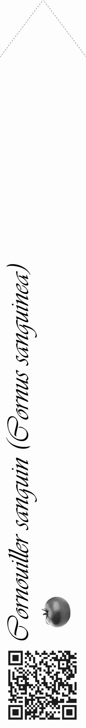 Étiquette de : Cornus sanguinea - format c - style noire19_simple_simpleviv avec qrcode et comestibilité simplifiée - position verticale