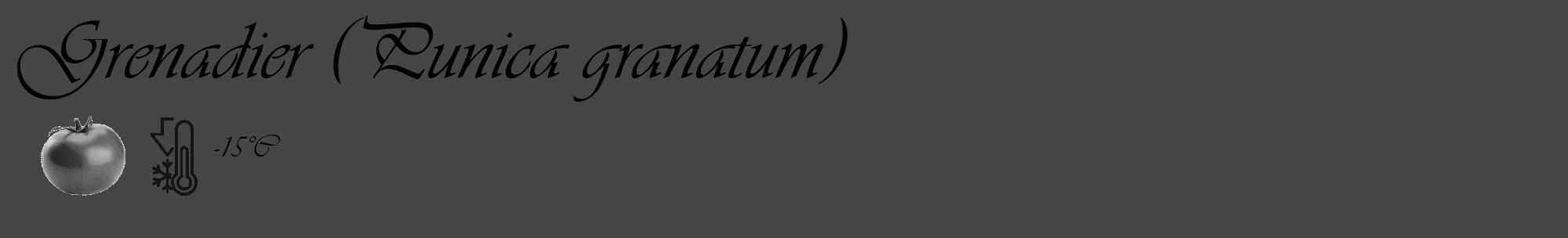 Étiquette de : Punica granatum - format c - style noire58_basique_basiqueviv avec comestibilité simplifiée