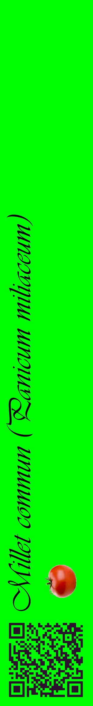 Étiquette de : Panicum miliaceum - format c - style noire16_basiqueviv avec qrcode et comestibilité simplifiée
