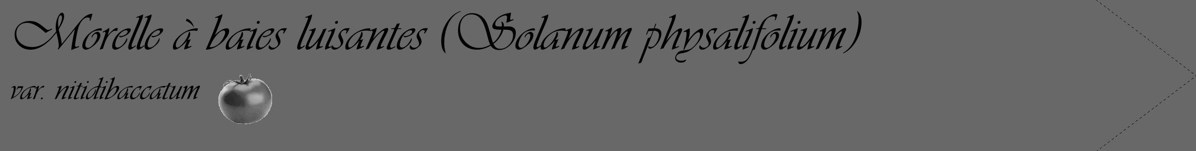 Étiquette de : Solanum physalifolium var. nitidibaccatum - format c - style noire43_simple_simpleviv avec comestibilité simplifiée