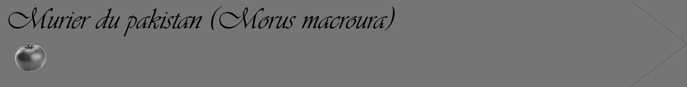 Étiquette de : Morus macroura - format c - style noire5_simple_simpleviv avec comestibilité simplifiée
