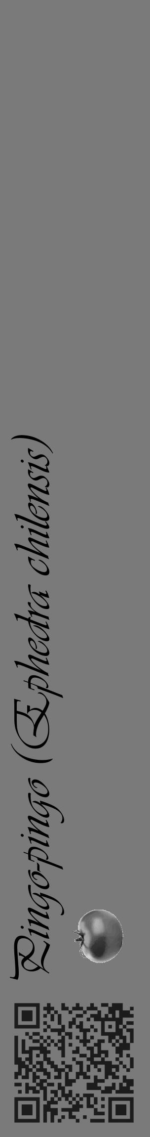 Étiquette de : Ephedra chilensis - format c - style noire3_basique_basiqueviv avec qrcode et comestibilité simplifiée - position verticale