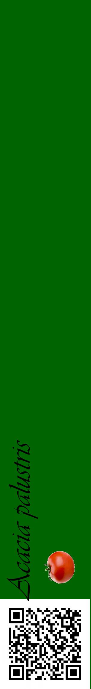 Étiquette de : Acacia palustris - format c - style noire8_basiqueviv avec qrcode et comestibilité simplifiée