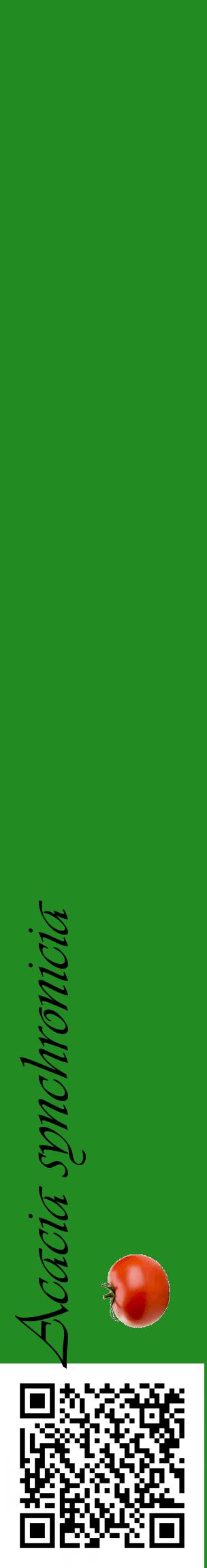 Étiquette de : Acacia synchronicia - format c - style noire10_basiqueviv avec qrcode et comestibilité simplifiée