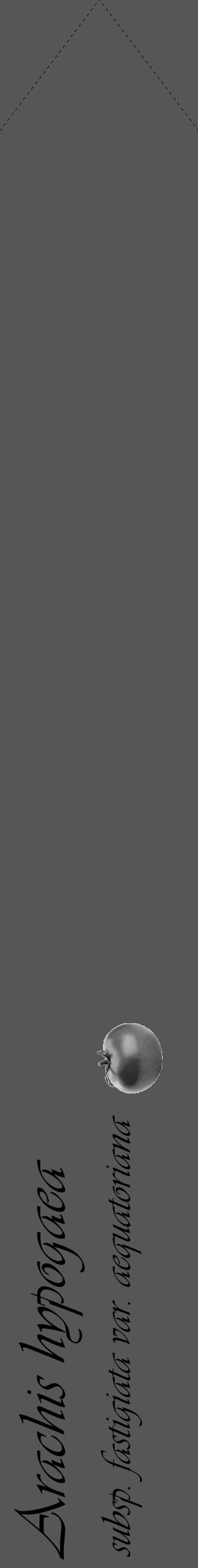 Étiquette de : Arachis hypogaea subsp. fastigiata var. aequatoriana - format c - style noire45_simple_simpleviv avec comestibilité simplifiée - position verticale