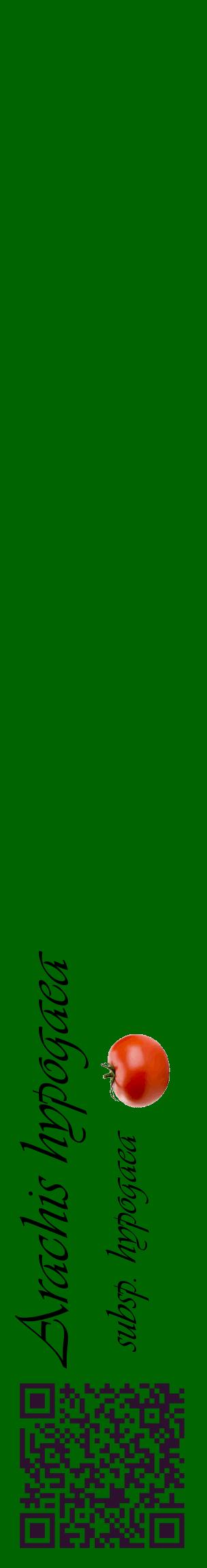Étiquette de : Arachis hypogaea subsp. hypogaea - format c - style noire8_basiqueviv avec qrcode et comestibilité simplifiée