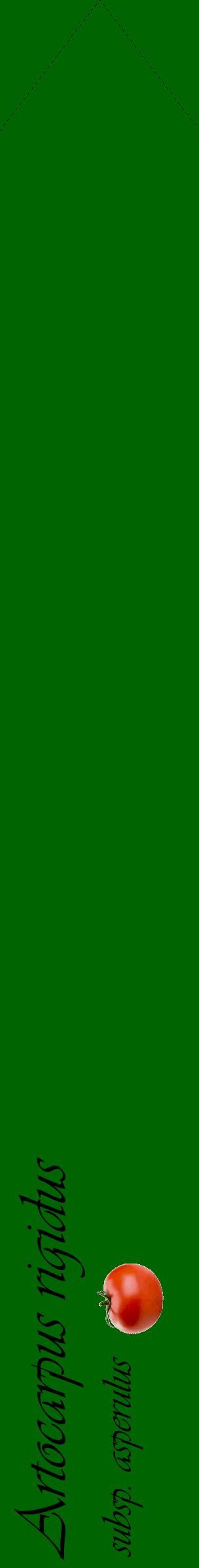 Étiquette de : Artocarpus rigidus subsp. asperulus - format c - style noire8_simple_simpleviv avec comestibilité simplifiée - position verticale