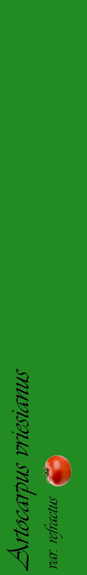 Étiquette de : Artocarpus vriesianus var. refractus - format c - style noire10_basiqueviv avec comestibilité simplifiée