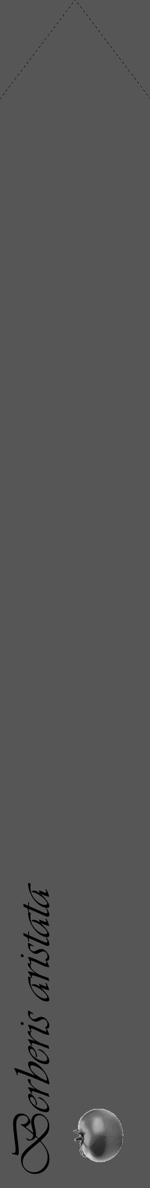 Étiquette de : Berberis aristata - format c - style noire45_simple_simpleviv avec comestibilité simplifiée - position verticale