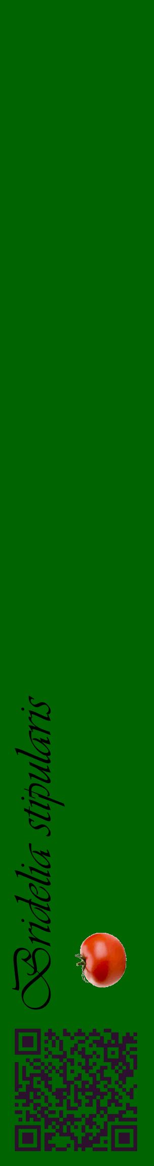 Étiquette de : Bridelia stipularis - format c - style noire8_basiqueviv avec qrcode et comestibilité simplifiée