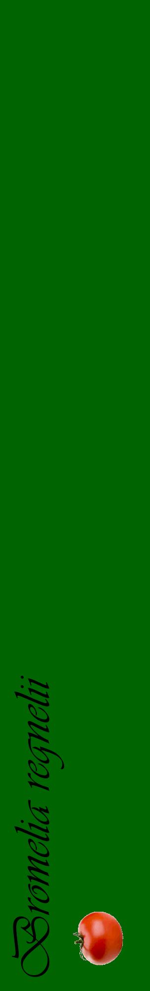 Étiquette de : Bromelia regnelii - format c - style noire8_basiqueviv avec comestibilité simplifiée