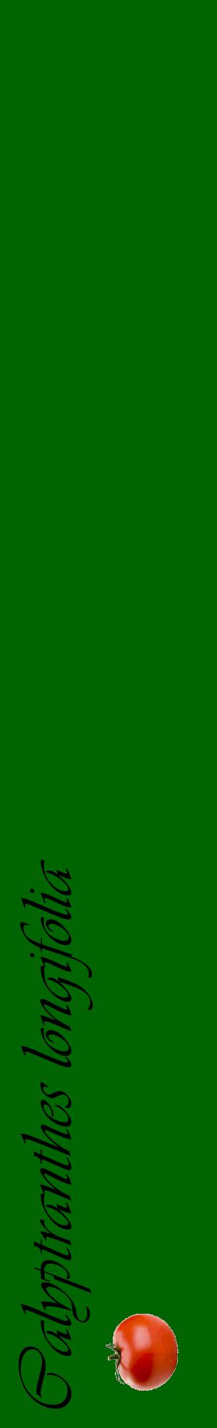 Étiquette de : Calyptranthes longifolia - format c - style noire8_basiqueviv avec comestibilité simplifiée
