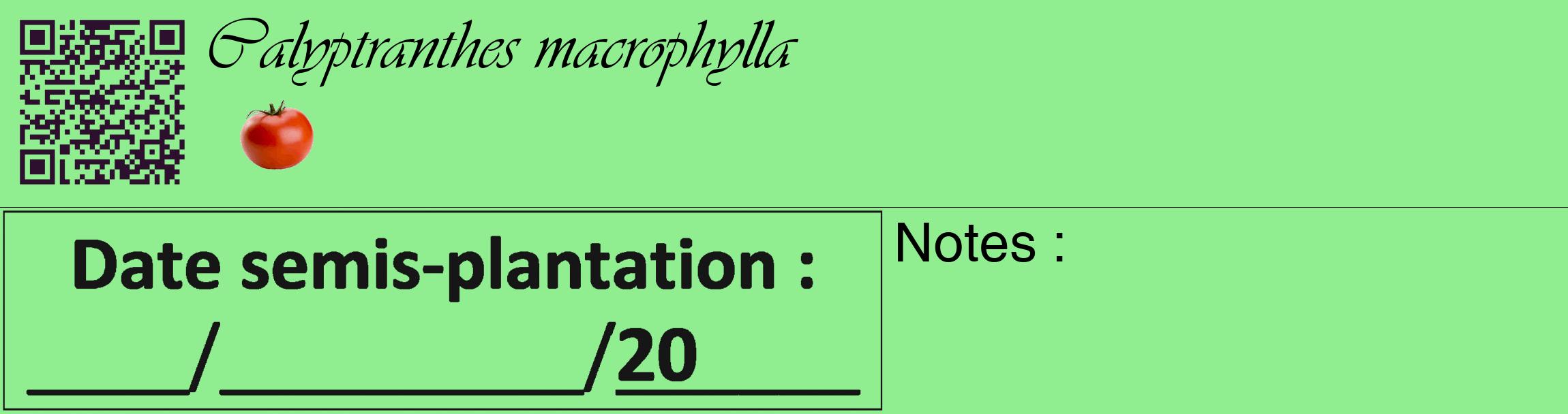 Étiquette de : Calyptranthes macrophylla - format c - style noire15_basique_basiqueviv avec qrcode et comestibilité simplifiée