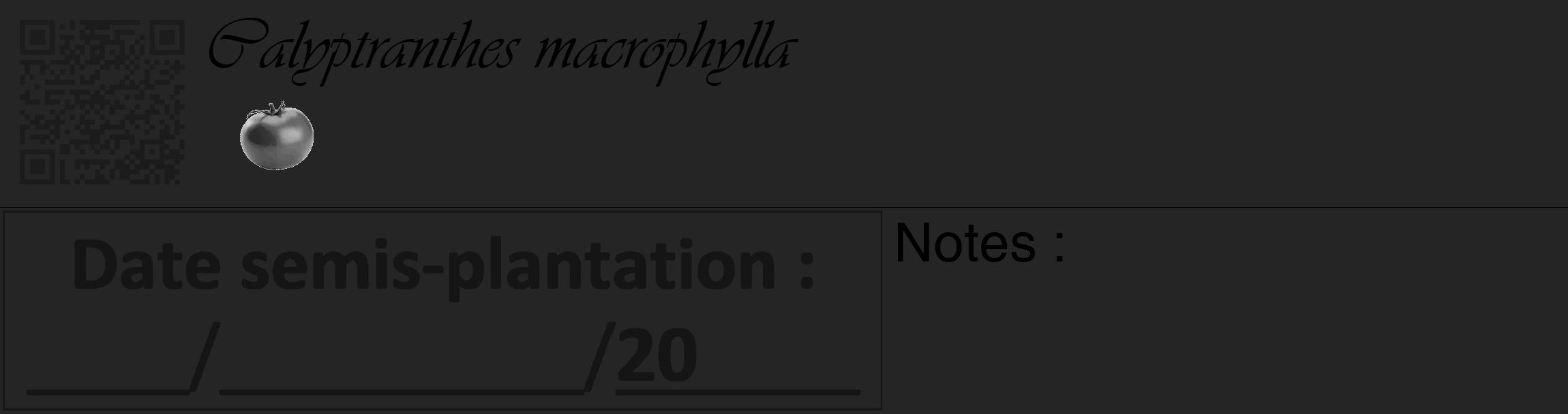 Étiquette de : Calyptranthes macrophylla - format c - style noire47_basique_basiqueviv avec qrcode et comestibilité simplifiée
