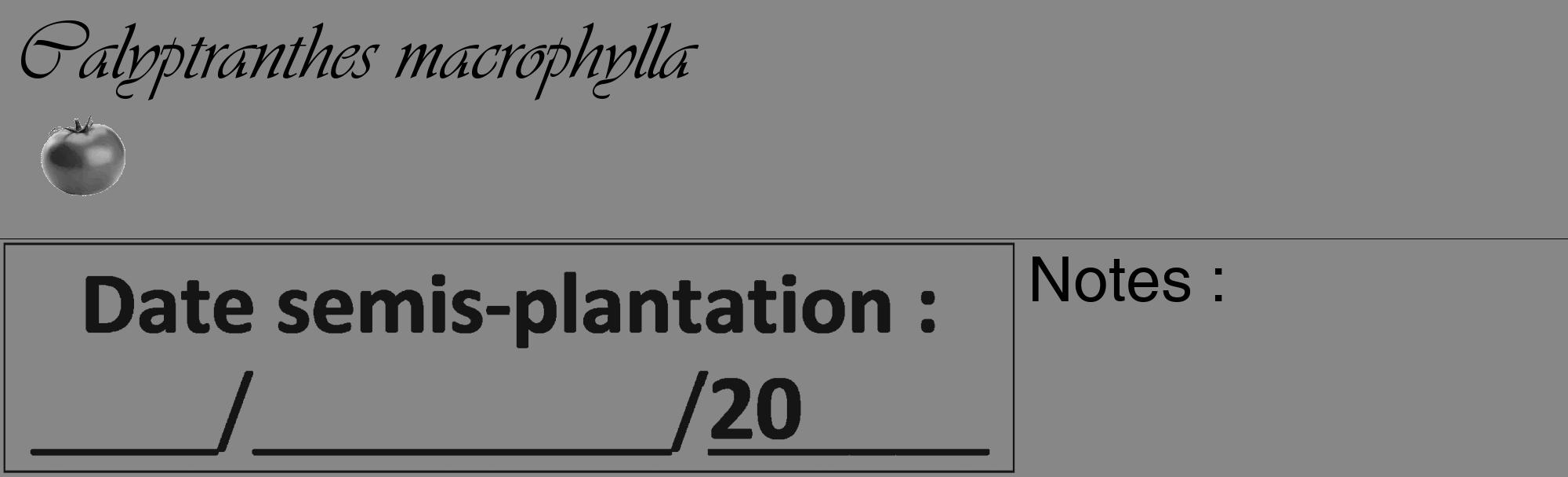 Étiquette de : Calyptranthes macrophylla - format c - style noire12_basique_basiqueviv avec comestibilité simplifiée