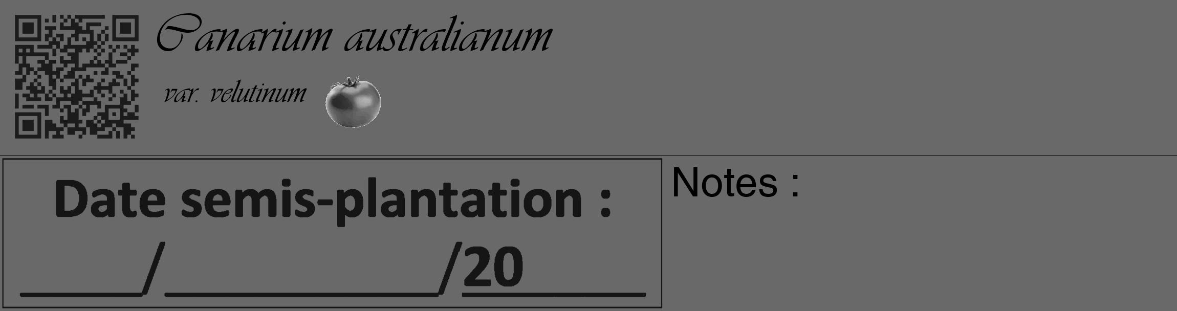 Étiquette de : Canarium australianum var. velutinum - format c - style noire11_basique_basiqueviv avec qrcode et comestibilité simplifiée
