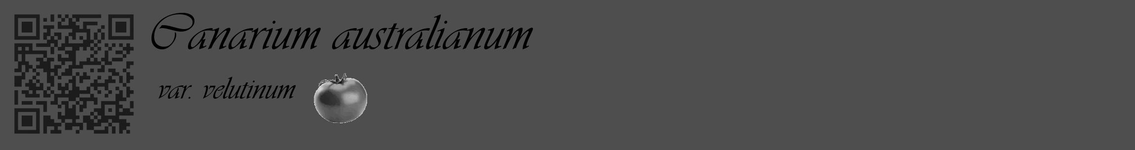 Étiquette de : Canarium australianum var. velutinum - format c - style noire33_basique_basiqueviv avec qrcode et comestibilité simplifiée