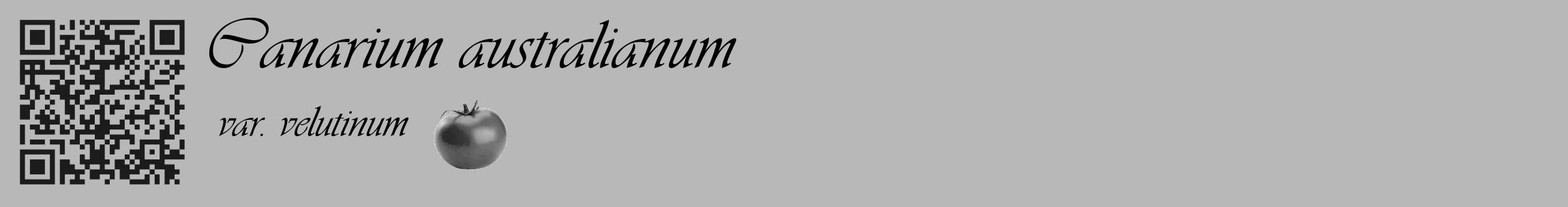 Étiquette de : Canarium australianum var. velutinum - format c - style noire39basique_basique_basiqueviv avec qrcode et comestibilité simplifiée