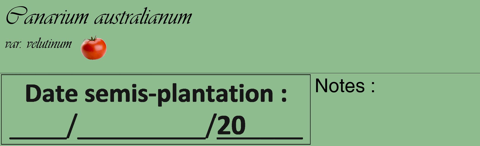 Étiquette de : Canarium australianum var. velutinum - format c - style noire13_basique_basiqueviv avec comestibilité simplifiée