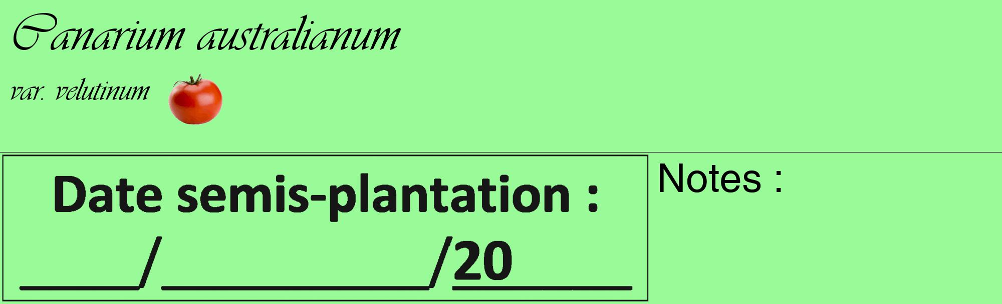 Étiquette de : Canarium australianum var. velutinum - format c - style noire14_basique_basiqueviv avec comestibilité simplifiée